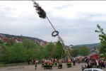 maibaum hd