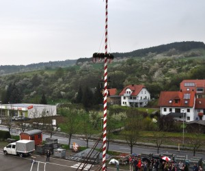 maibaum