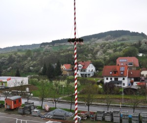 maibaum