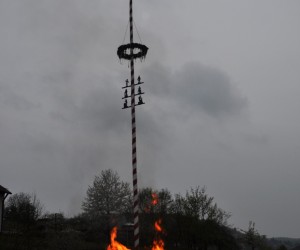 maibaum