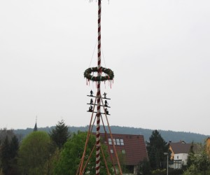 maibaum 2013