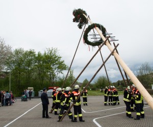 maibaum 2015   